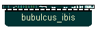 bubulcus_ibis