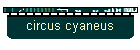 circus cyaneus